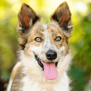 joli chien au regard perçant