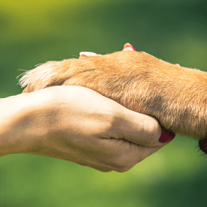 patte de chien dans la main