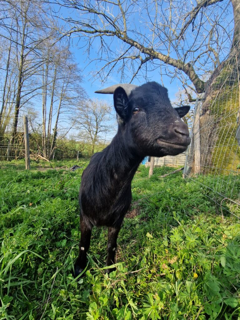 bouc noir accueilli au sanctuaire Anifeel