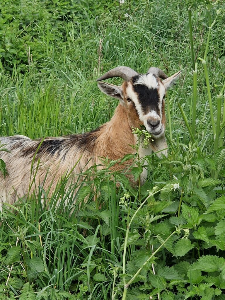 bouc multicolore
