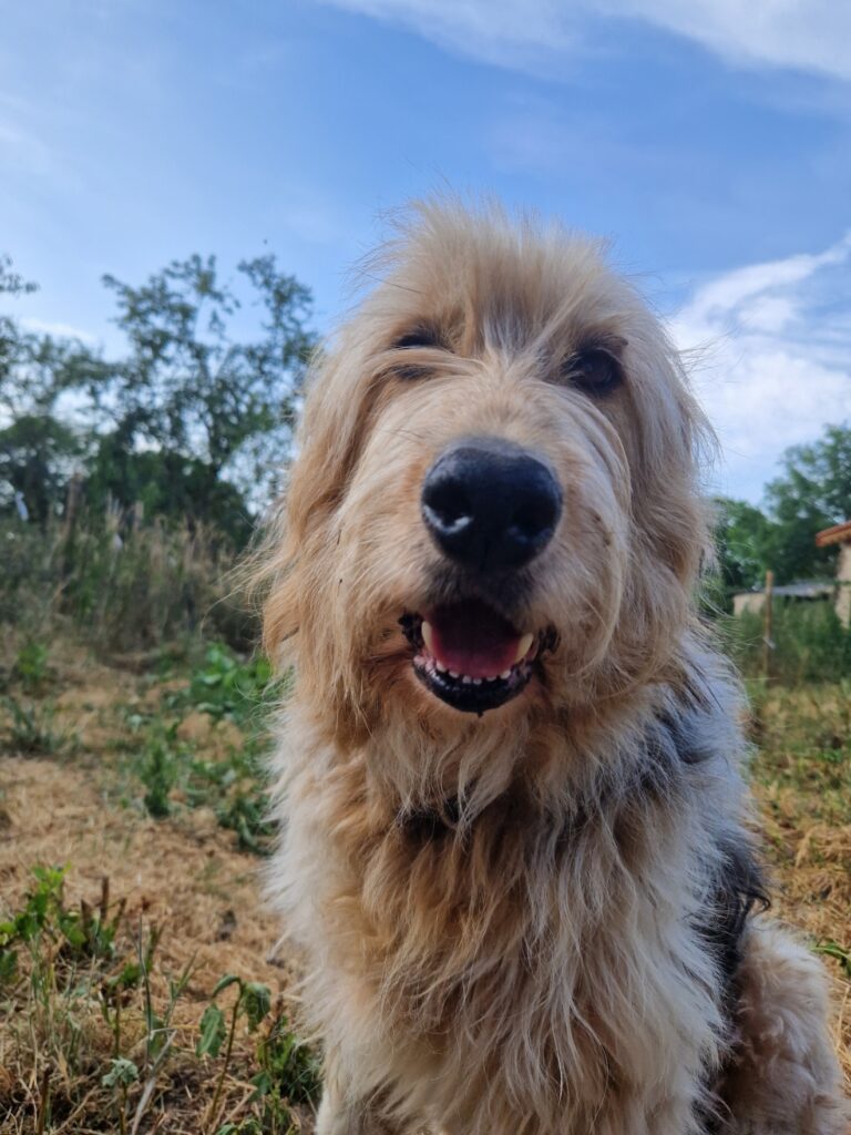chien Bouba sanctuaire Anifeel