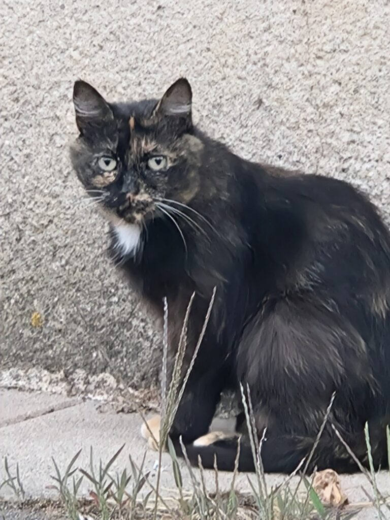 chat sauvage accueilli au sanctuaire Anifeel