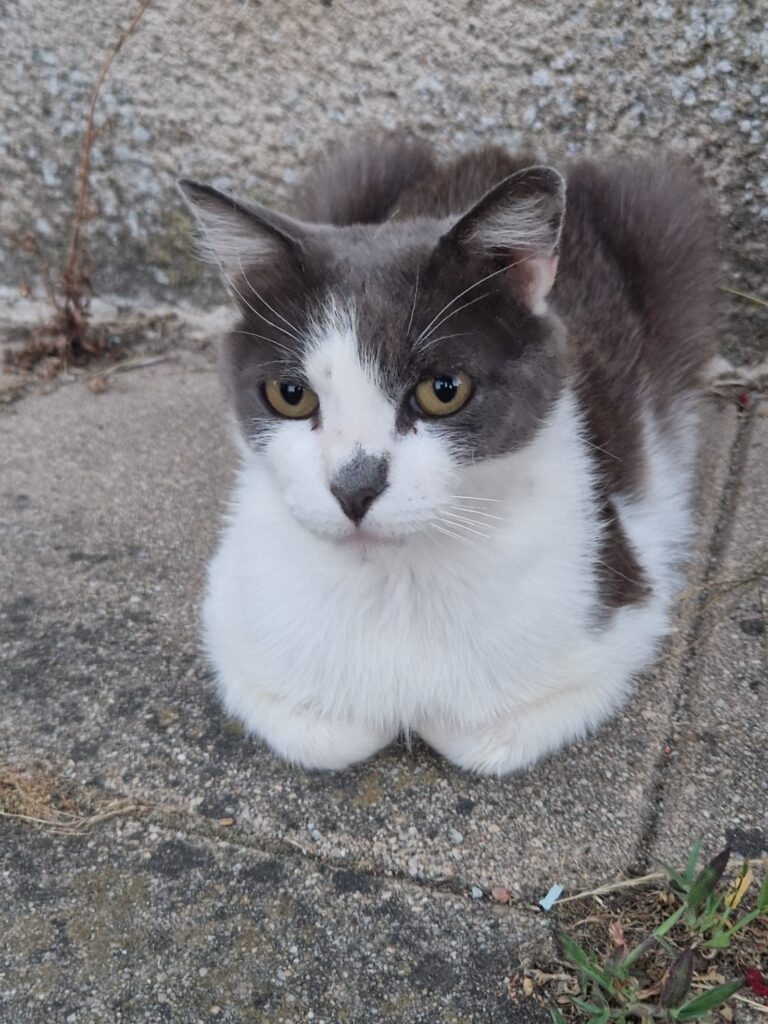 Simba, chat accueilli au sanctuaire Anifeel