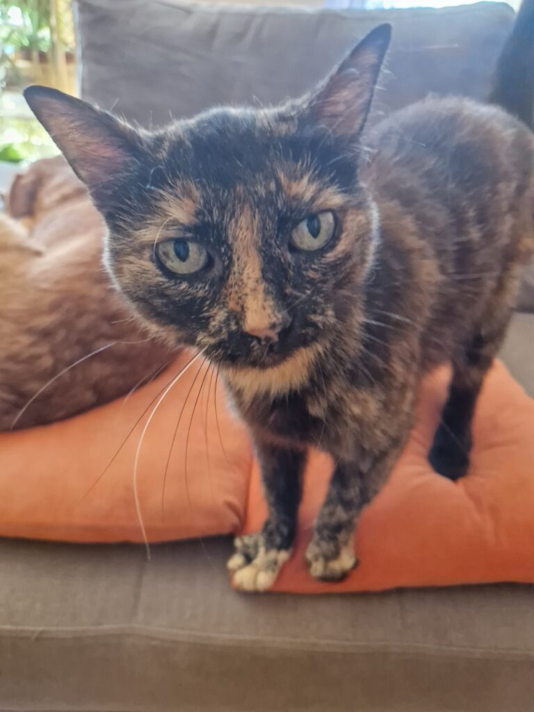 gipsy, chatte accueillie au sanctuaire Anifeel