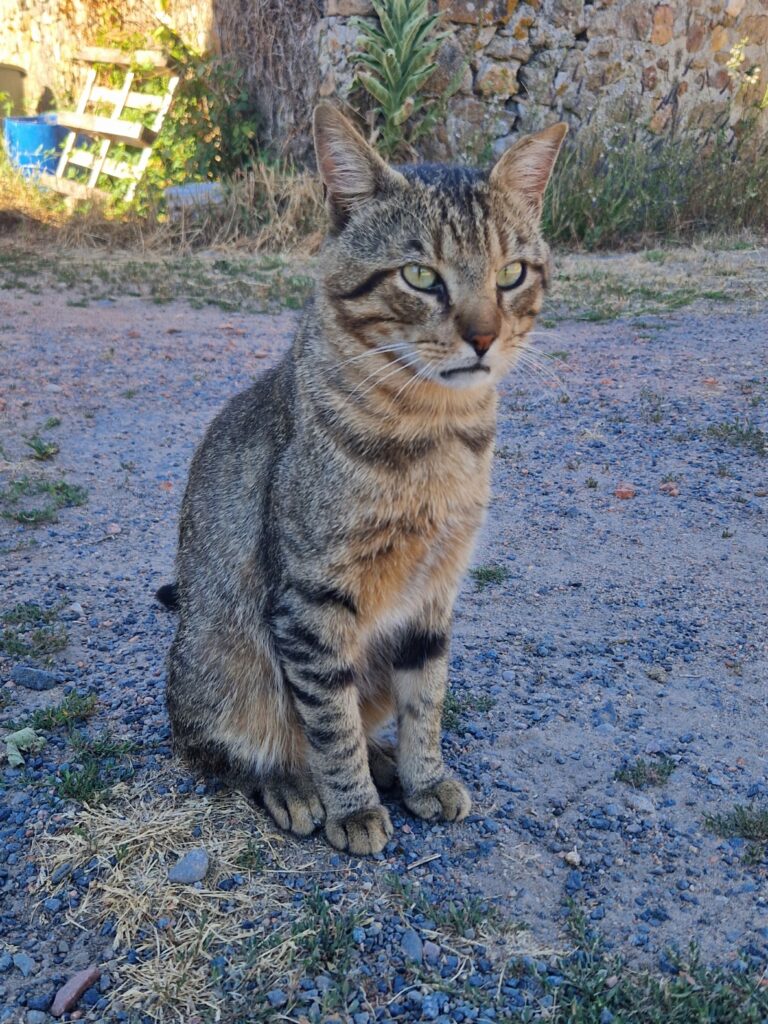 chat errant semi-sauvage